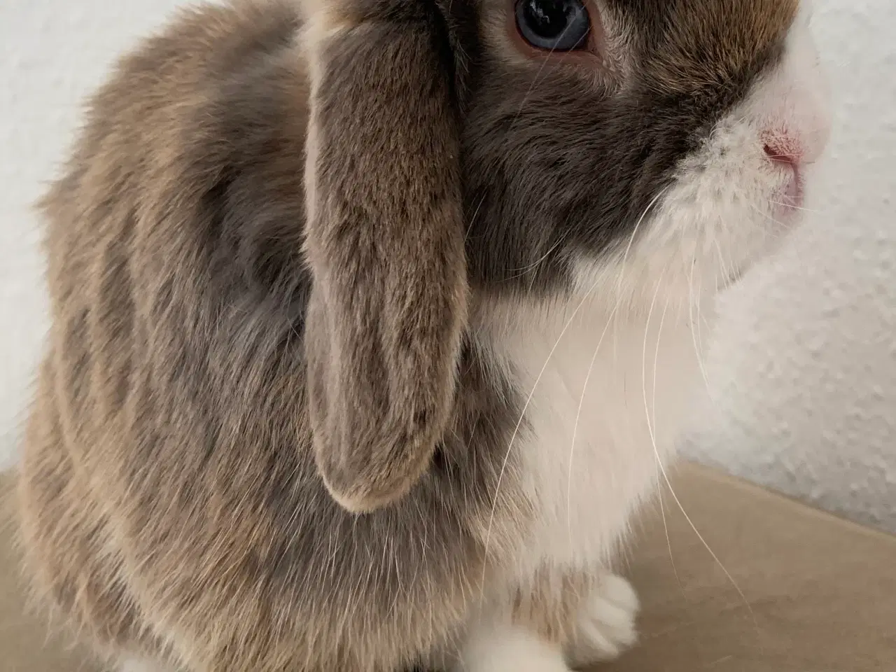 Billede 4 - Mini Lop han bor i haven