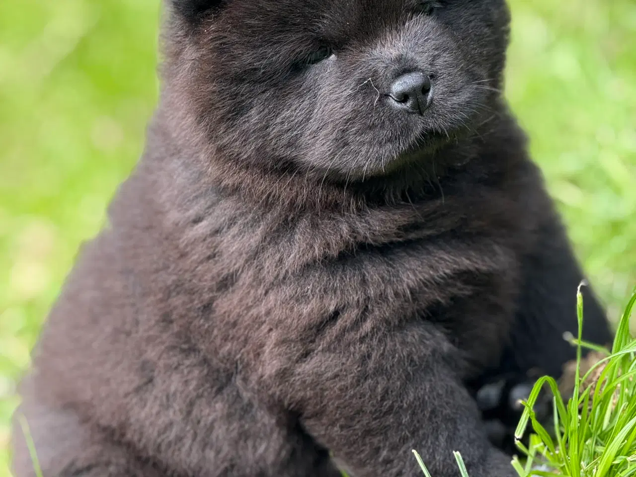 Billede 11 - Chow Chow hvalpe