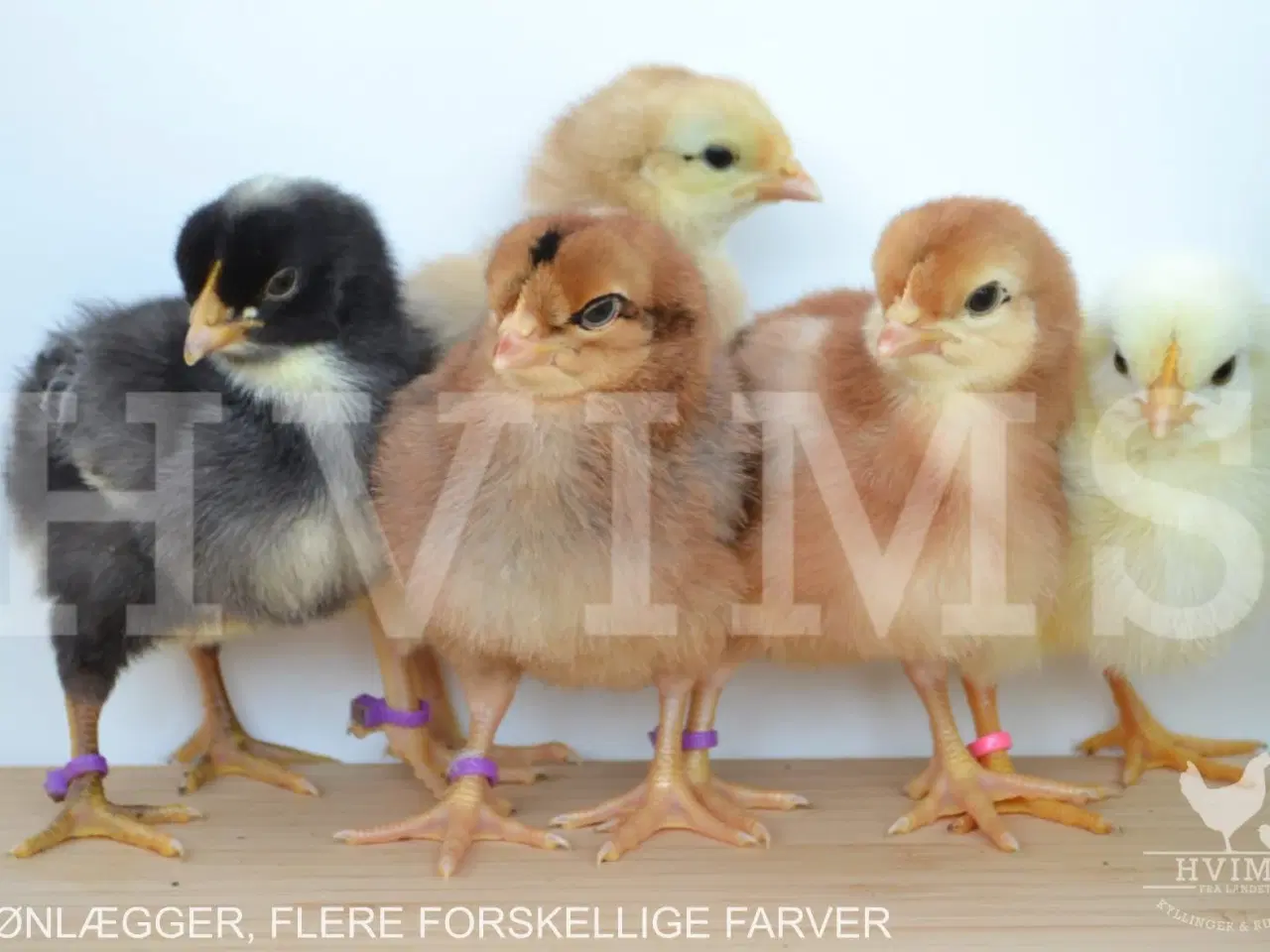 Billede 10 - Bestil DAGGAMLE kyllinger, rene racer & blandinger