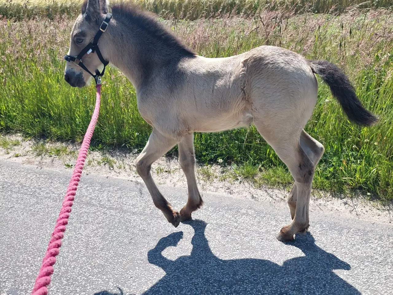 Billede 4 - Crossbred hoppe søger hjem