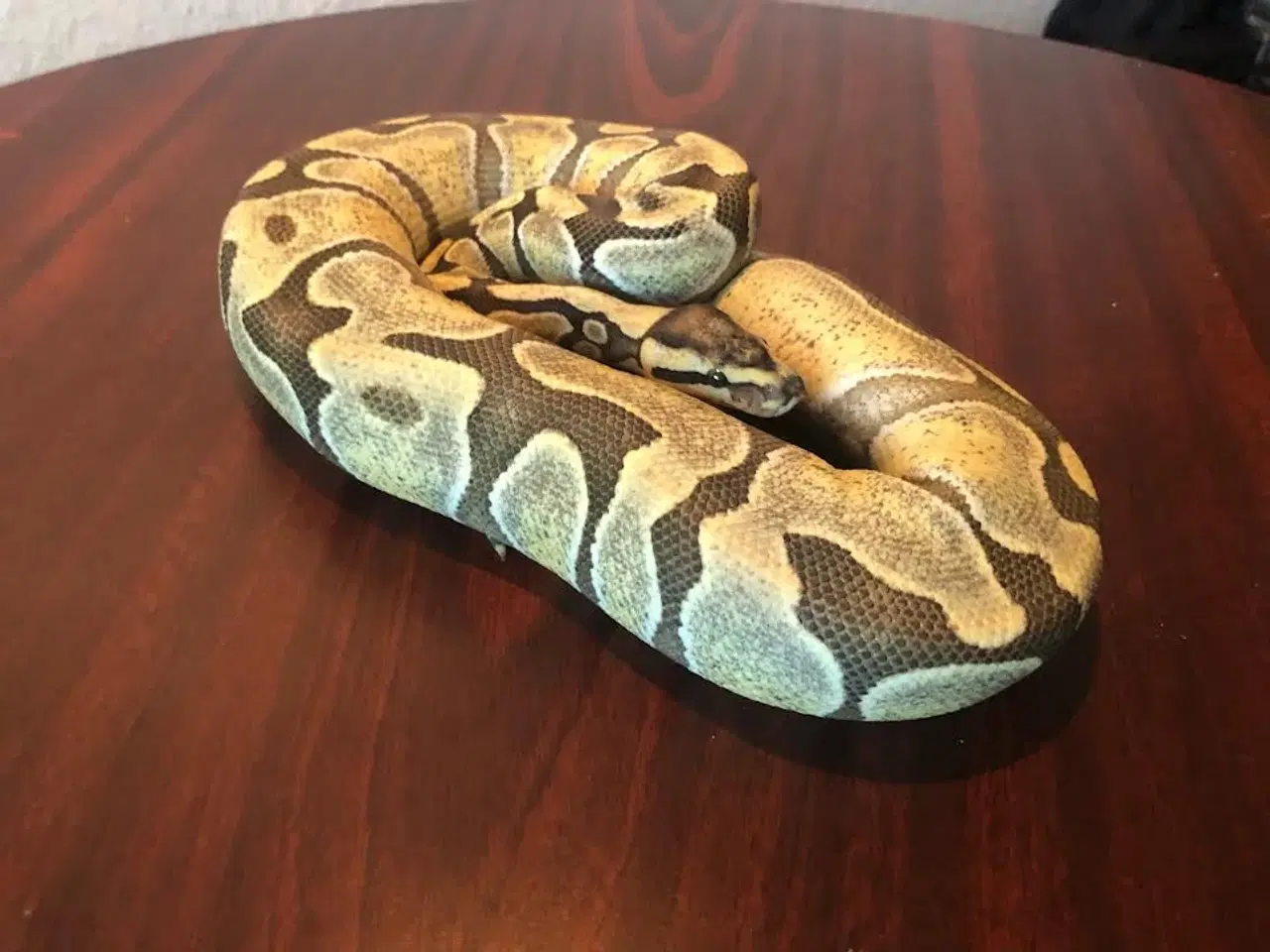 Billede 1 - 0,1  Enchi Spector Desert Ghost 50% Het amur 700 g