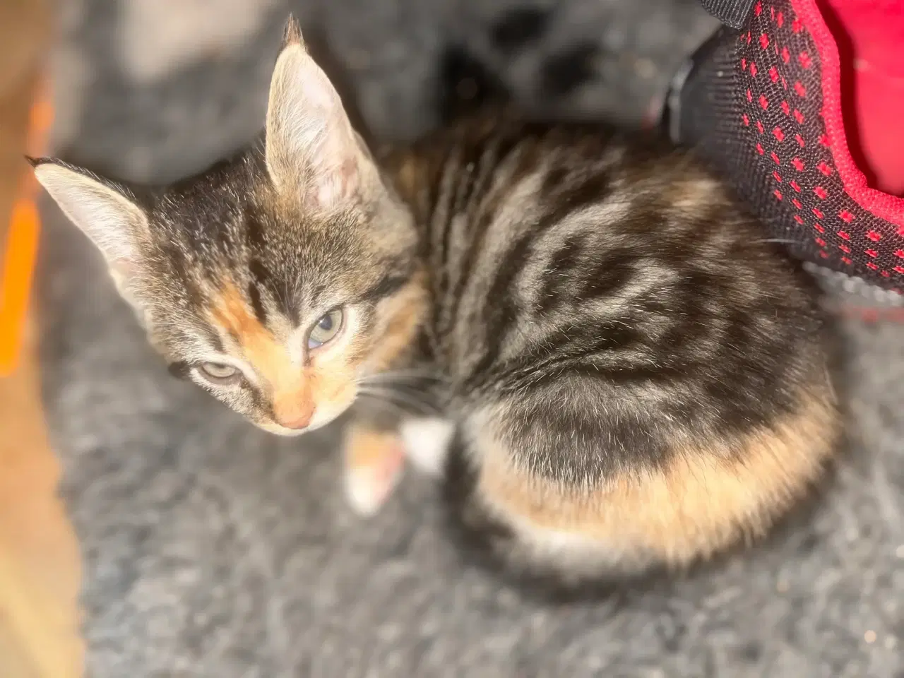 Billede 7 - Indendørs Killinger -afdrag muligt