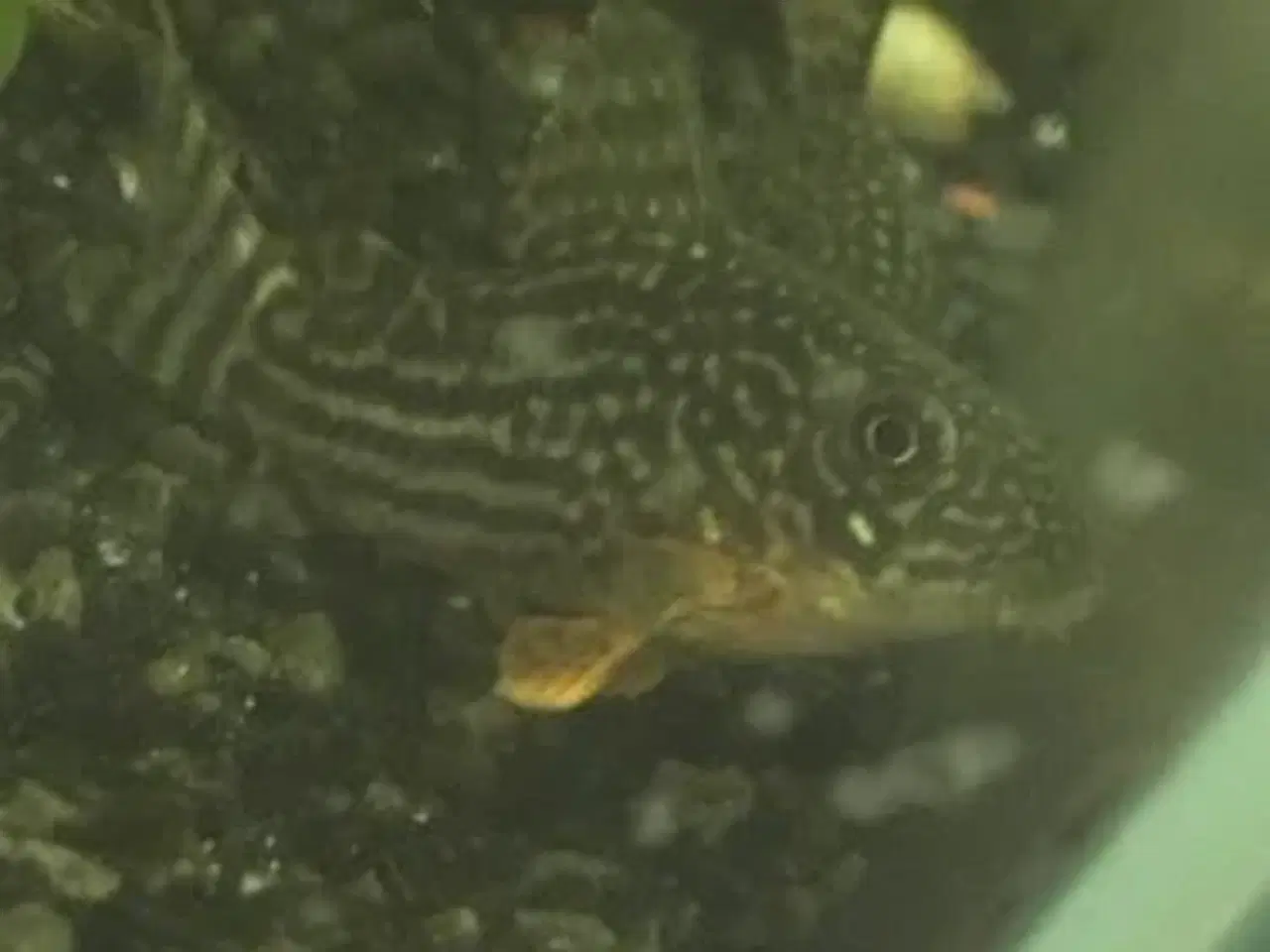 Billede 8 - Fint lille akvarium 