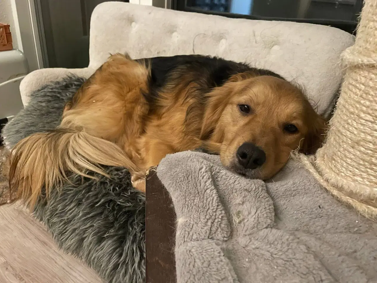 Billede 5 - Frodo søger familie! 🩵