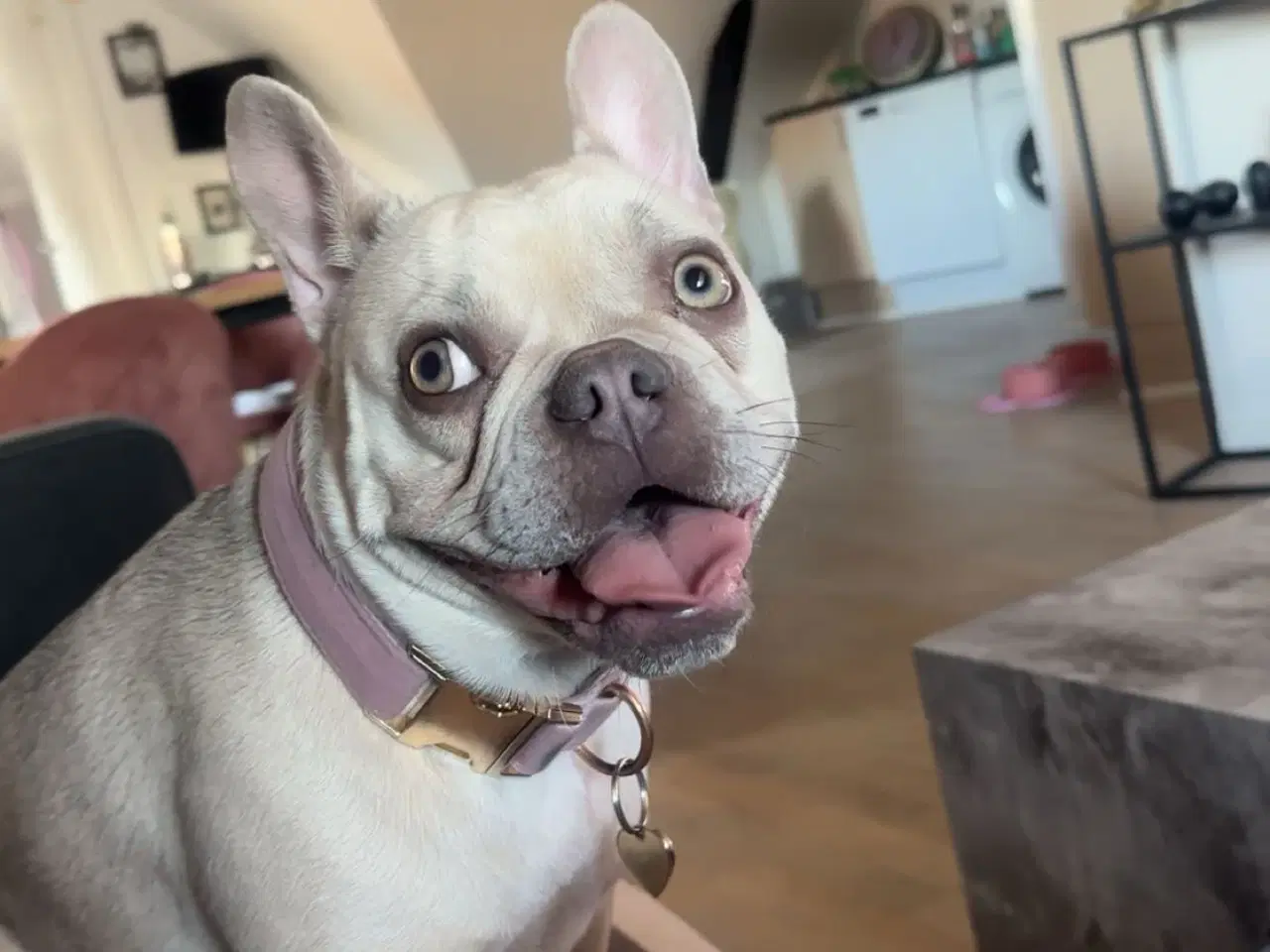 Billede 6 - Den smukkeste blue / zobel 