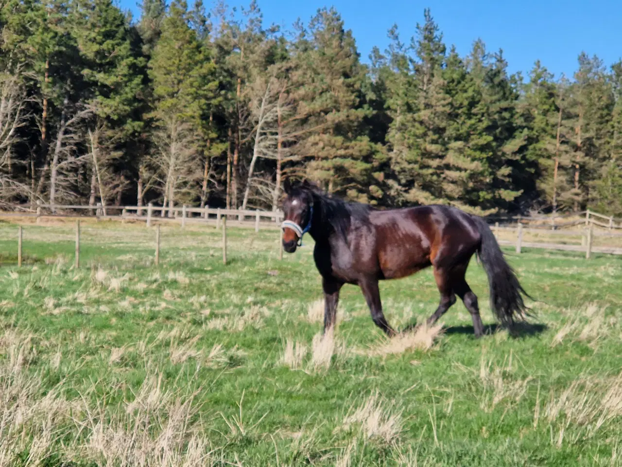 Billede 4 - Skovsturs Hest Varmblods Traver, Vallak 9 år