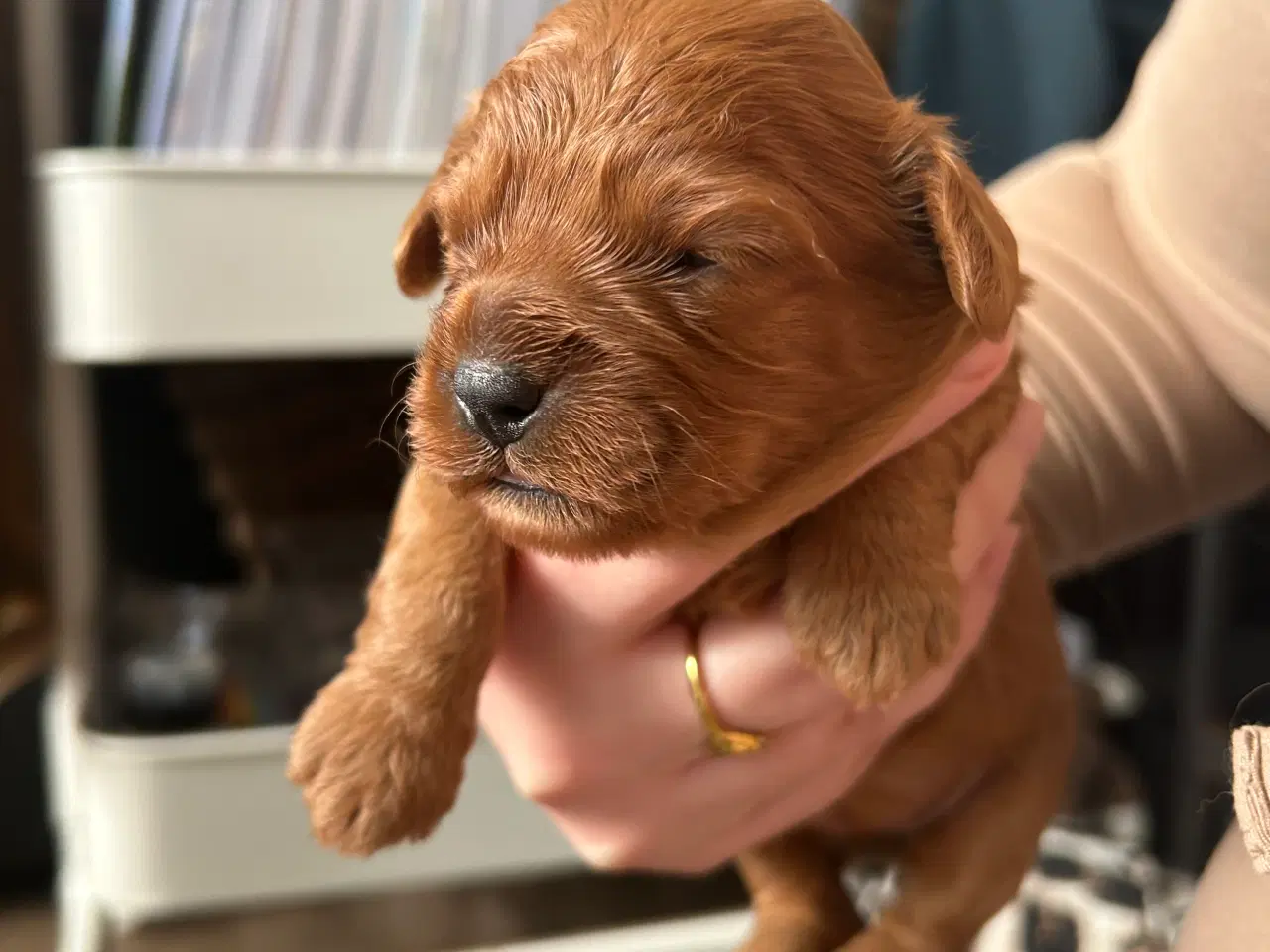 Billede 8 - Skønne Cavapoo hvalpe