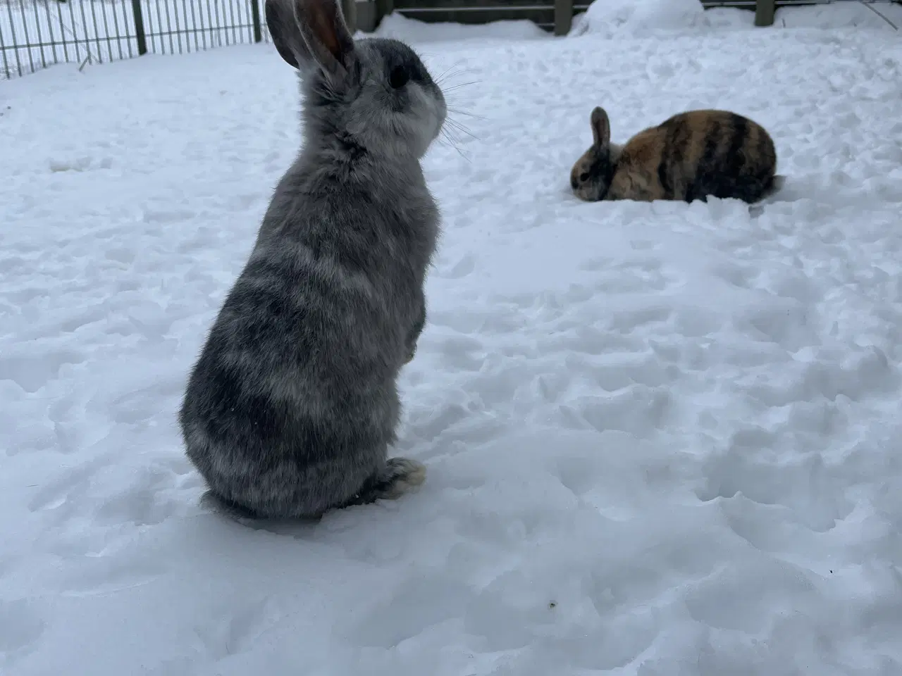 Billede 2 - To søde hunkaniner