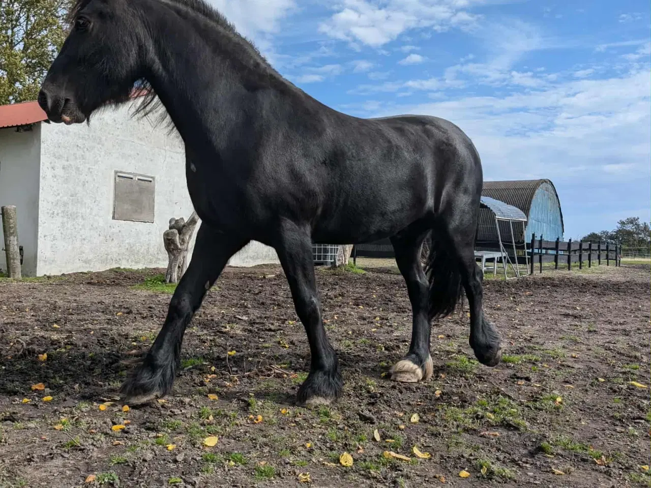 Billede 1 - Frieser/Irish Cob Vallak