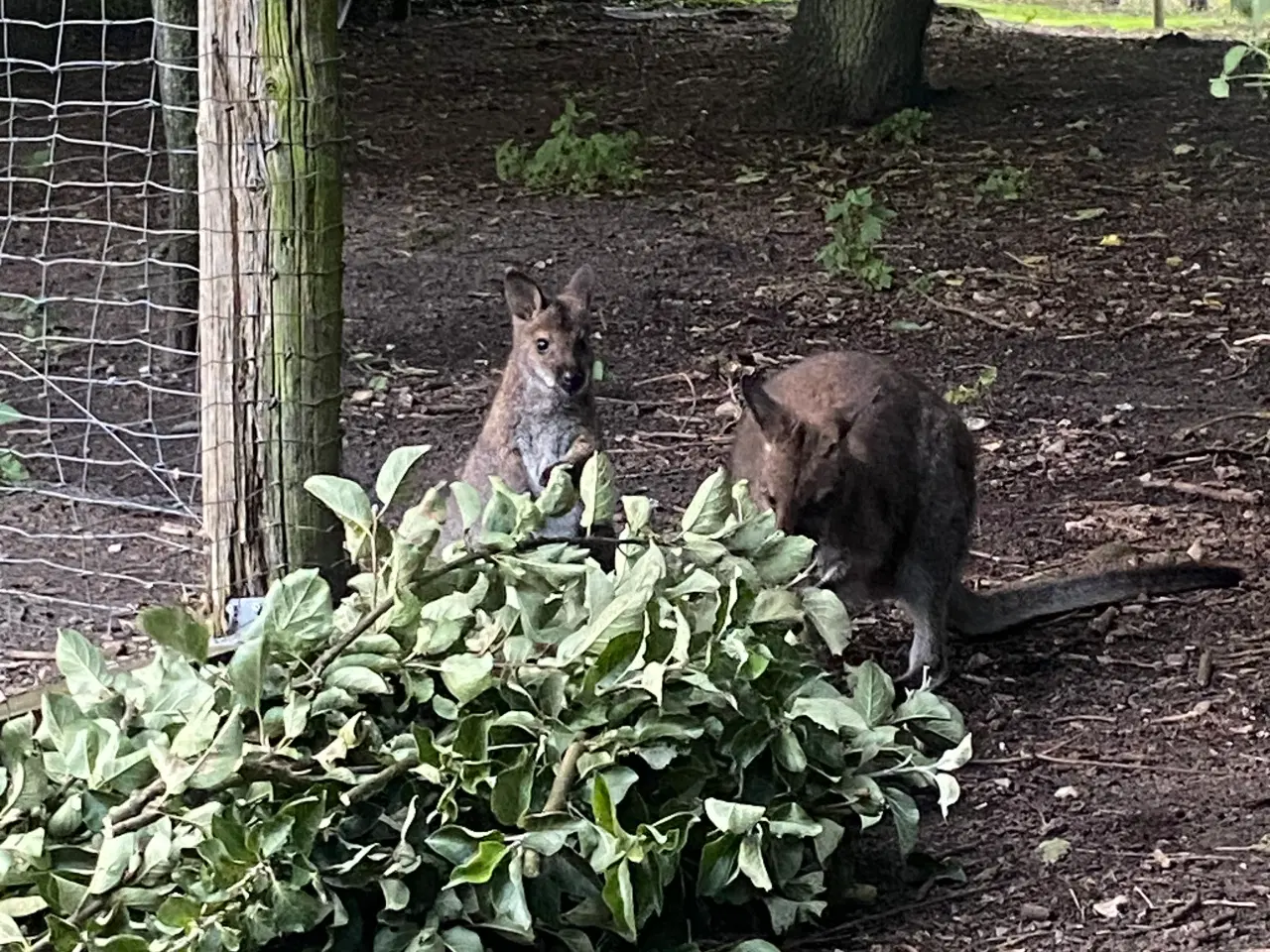 Billede 3 - Kænguru