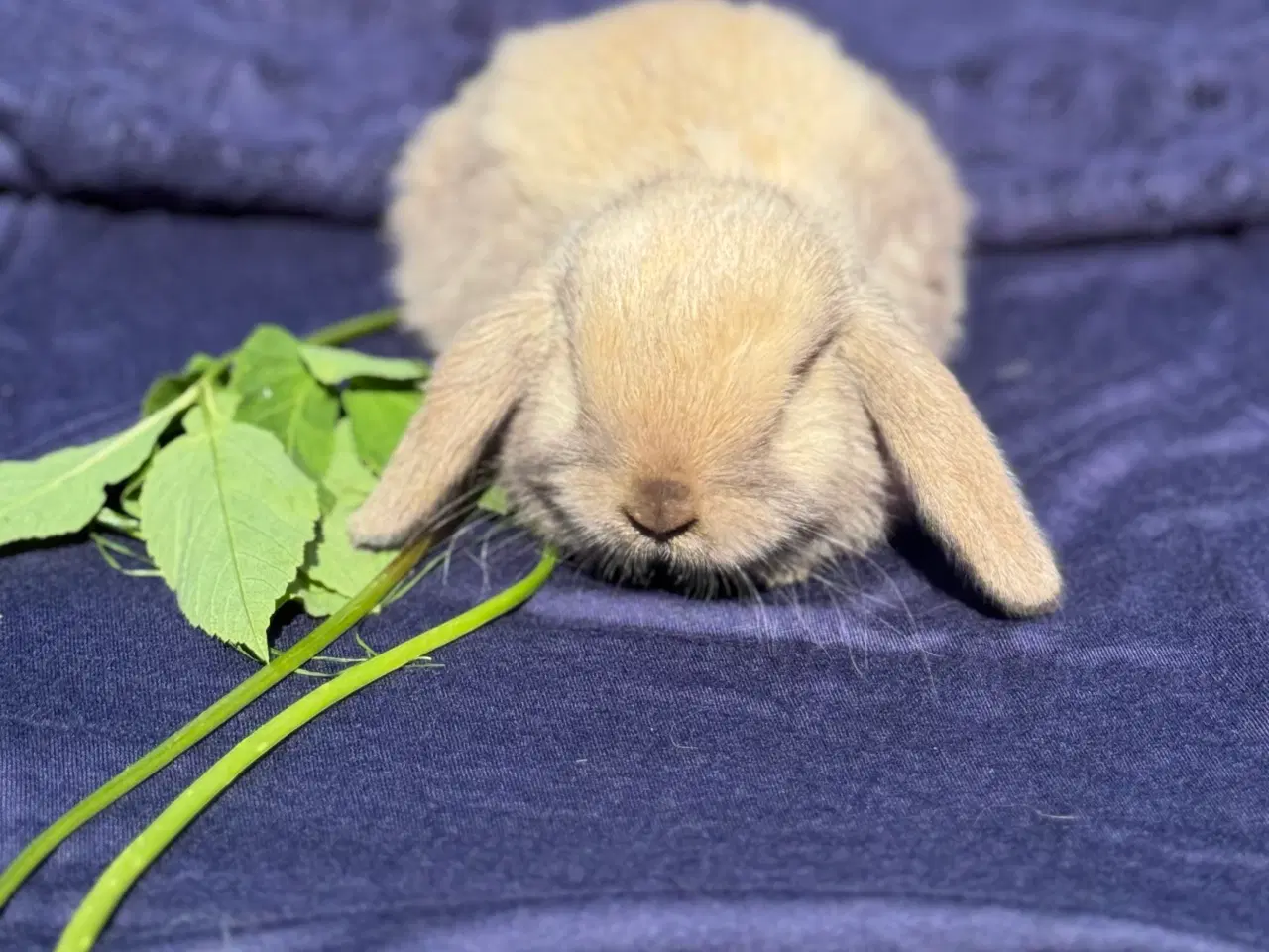 Billede 2 - Mini lop kanin unge