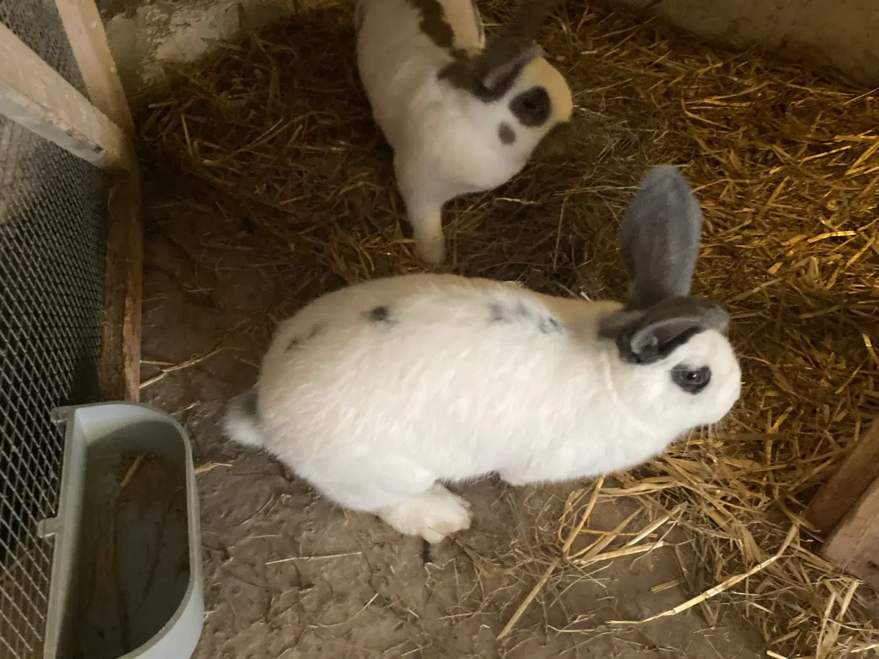 Billede 1 - Store fine Tyske kæmpeschecke