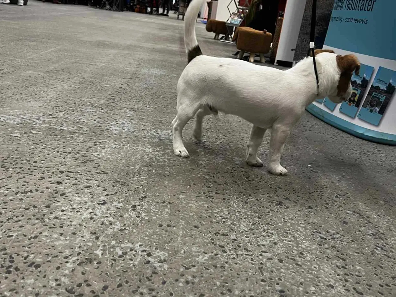 Billede 16 - Jack Russell Terrier Han