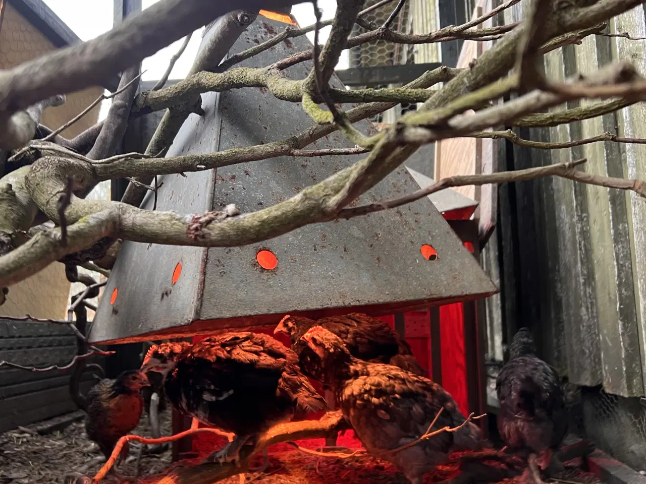 Billede 7 - Kyllinger i forskellige aldre