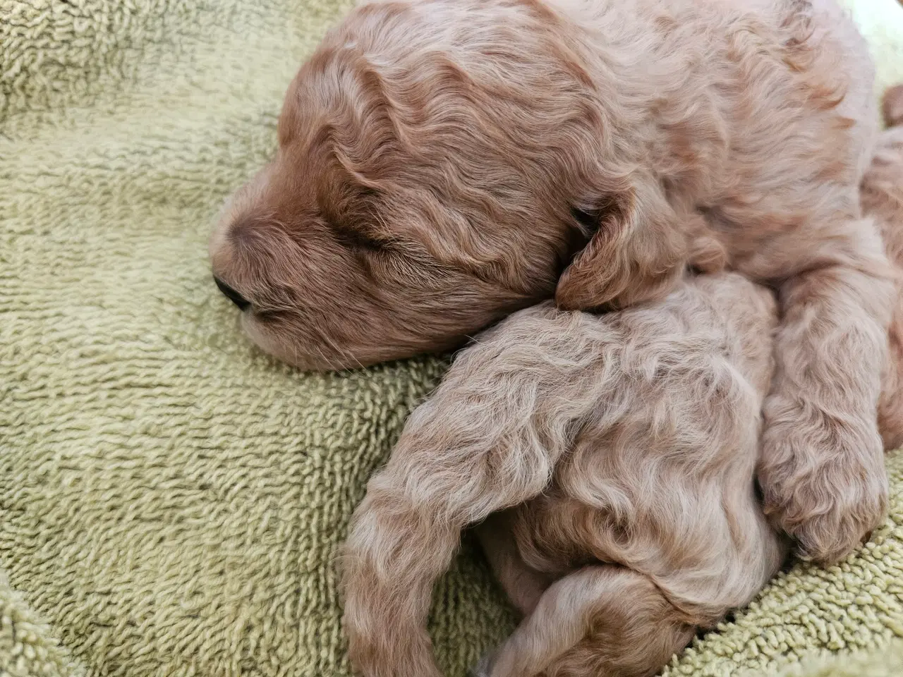 Billede 3 - Puddel toy/dværg 