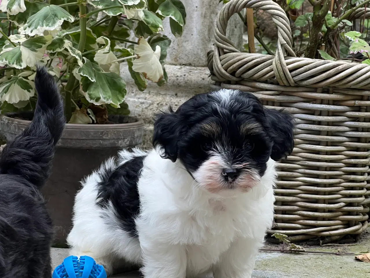 Billede 8 - 🐾Skønne familie hunde 🐾