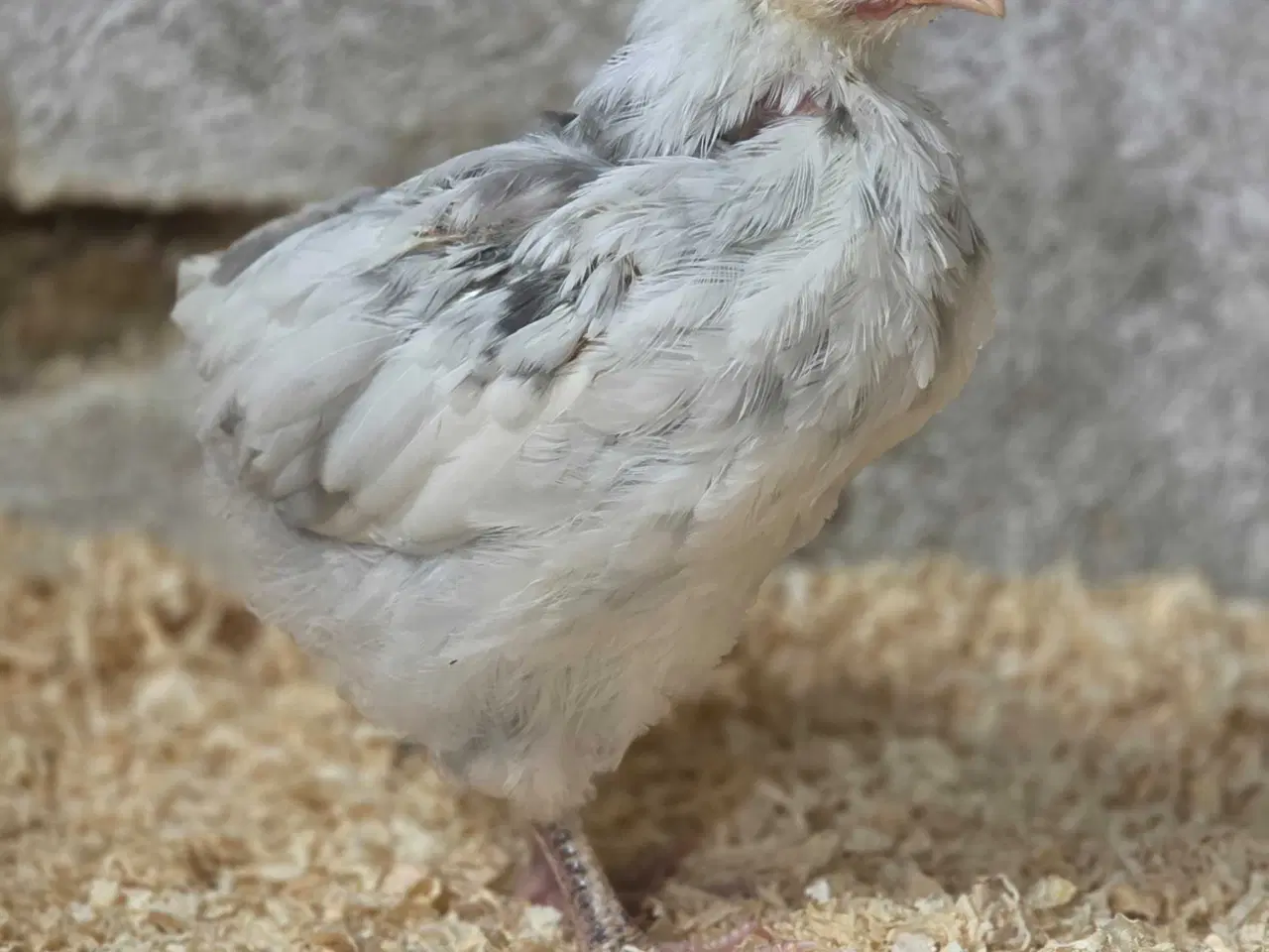 Billede 1 - orpington i lavendel hvidplettet