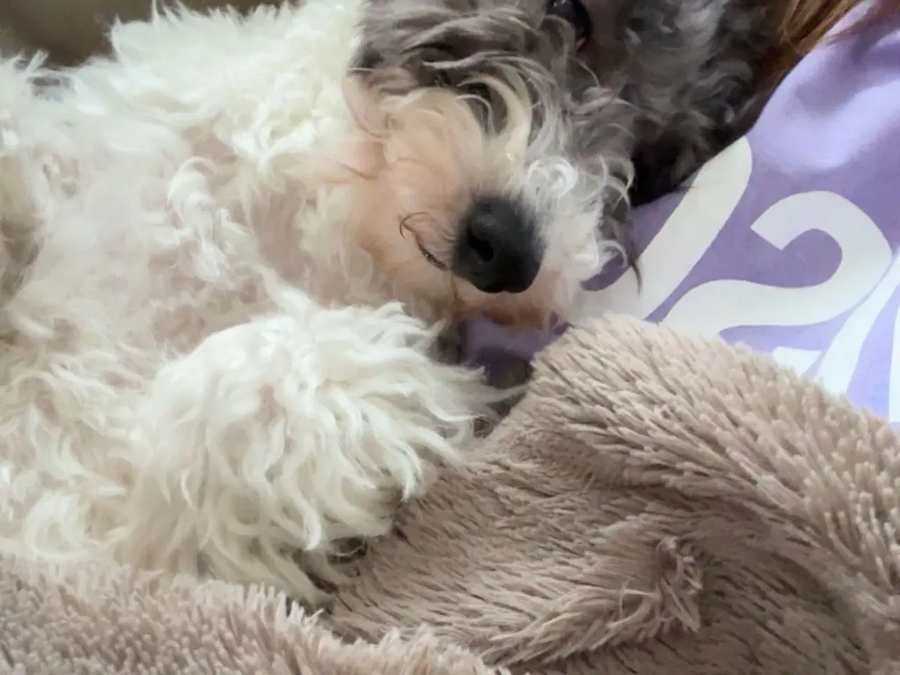Billede 2 - Sødeste Cavapoo hvalp 