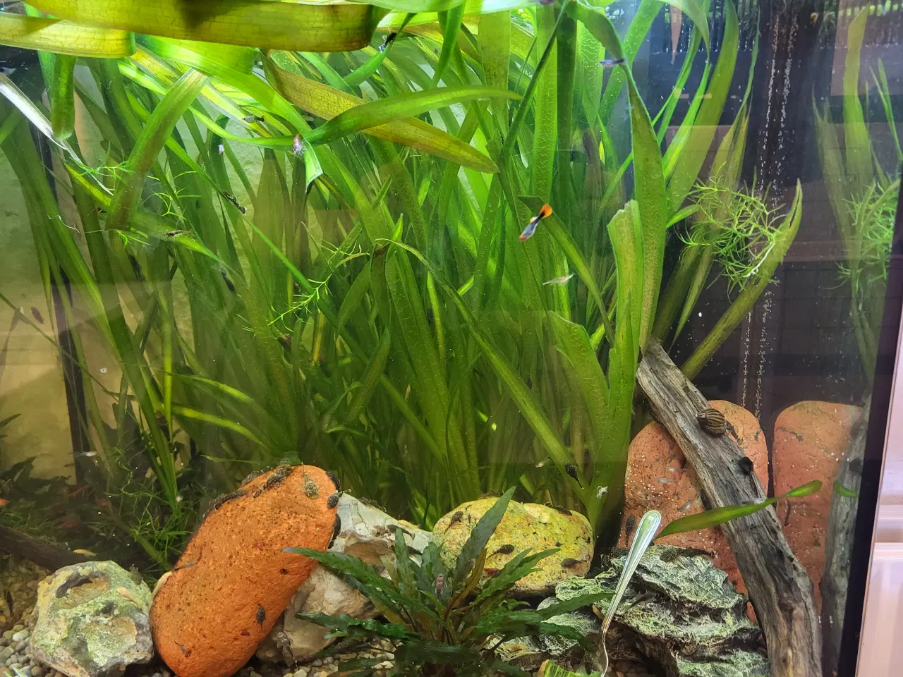 Billede 1 - Planter 3 stk. Lange og flyde planter  plus 10 stk