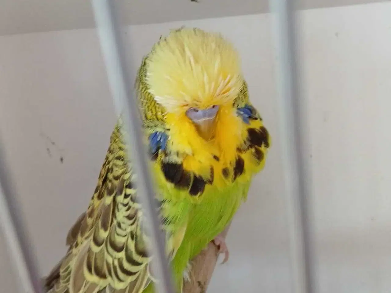 Billede 2 - Engelsk undulat han 