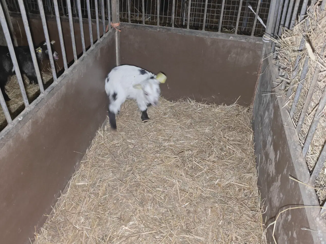 Billede 2 - Dværgedog gimmerkid kid