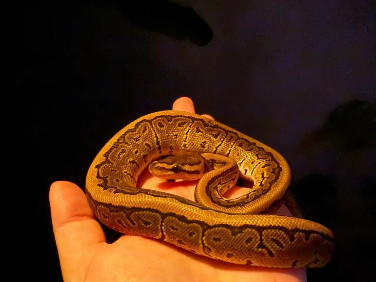 Billede 2 - Kongepython unge (pinstripe)