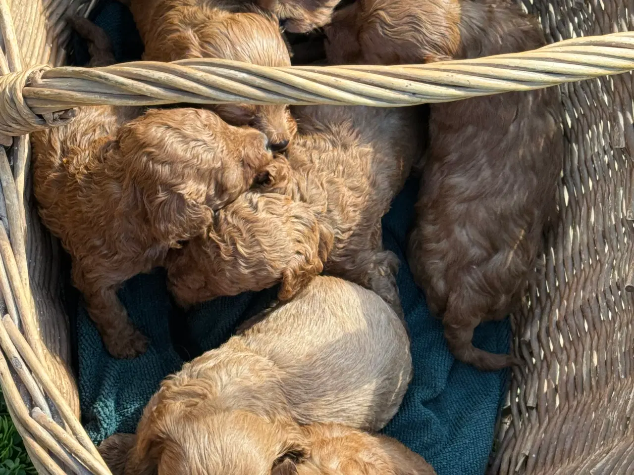 Billede 10 - Maltipoo til efterårs ferien ?