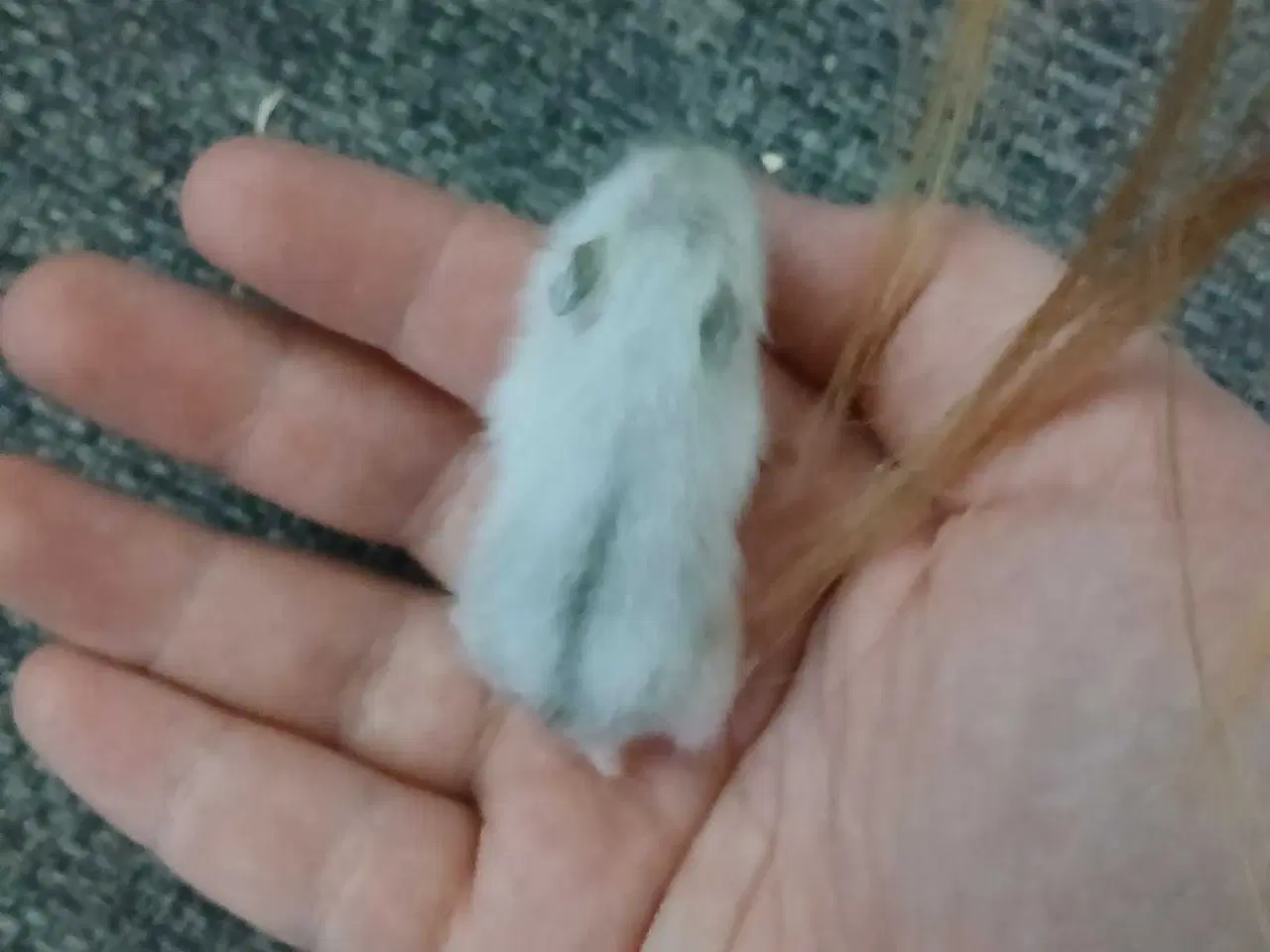 Billede 1 - Dværghamster unger 