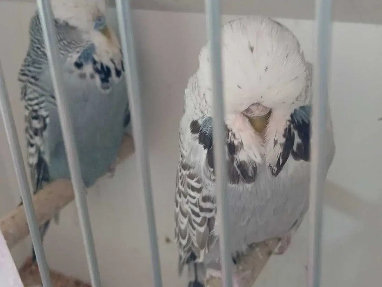 Billede 13 - 1 par Engelske undulater 