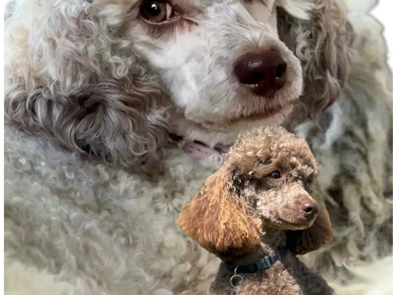 Billede 8 - Allergivenlig puddel hvalpe til juleferien