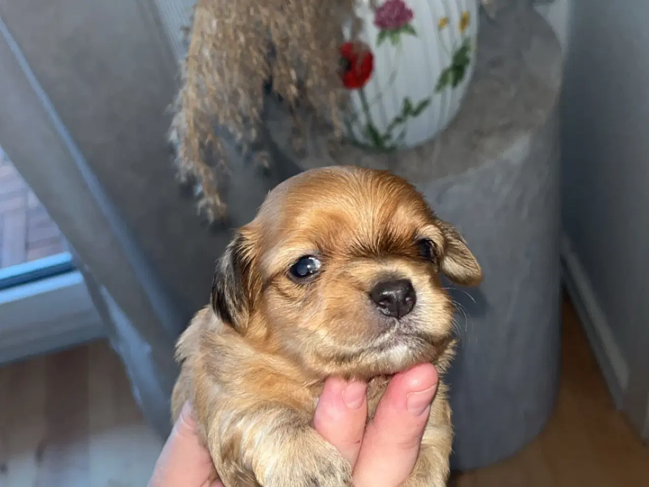 Billede 5 - Bichon havanais hvalpe