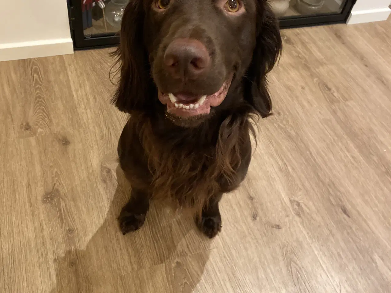 Billede 2 - Skøn Springer han på halvandet år