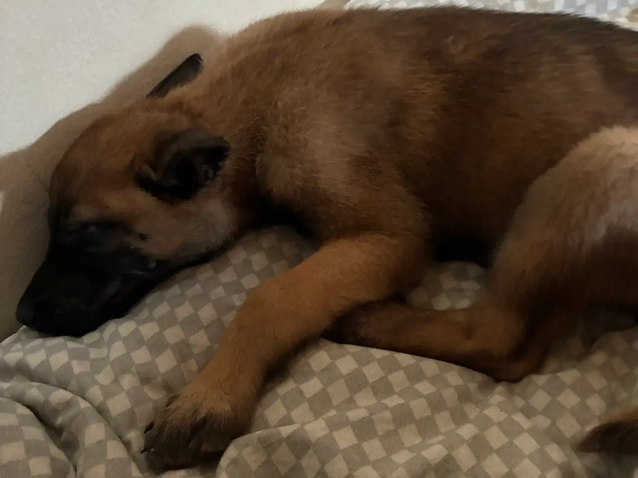 Billede 2 - Malinois hun hvalp