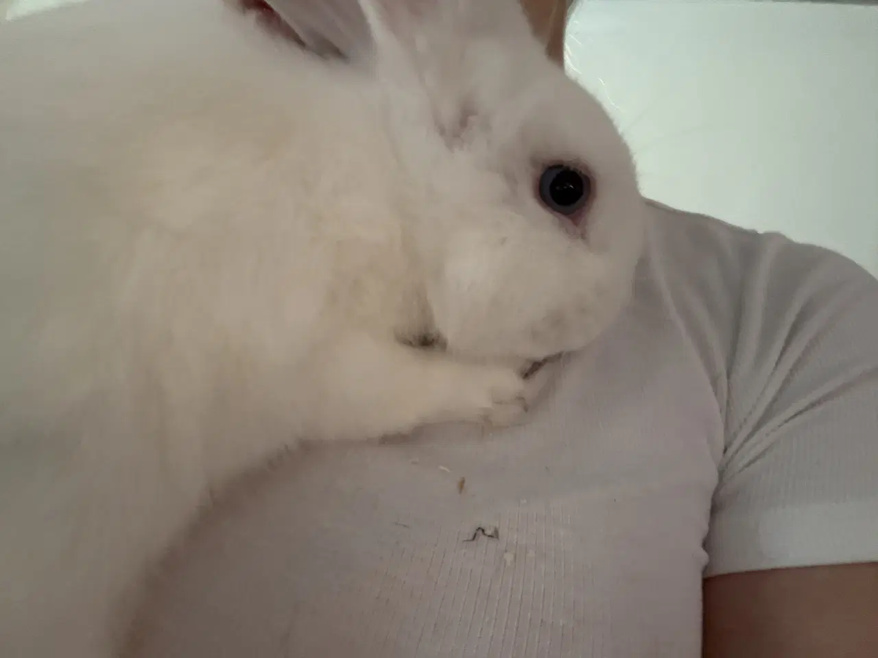 Billede 3 - Gratis kanin