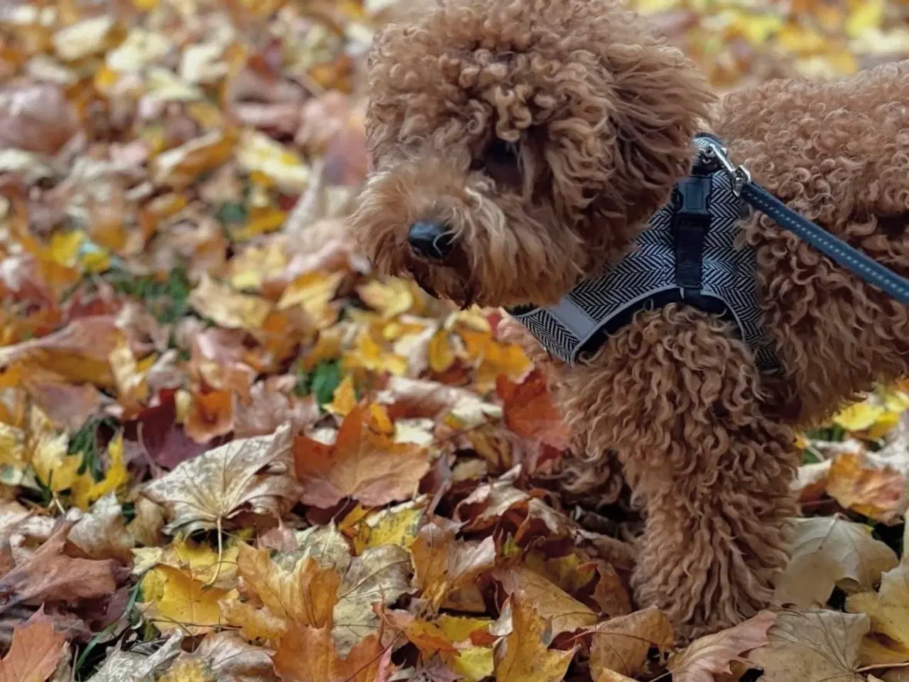 Billede 1 - Havapoo 4 uger