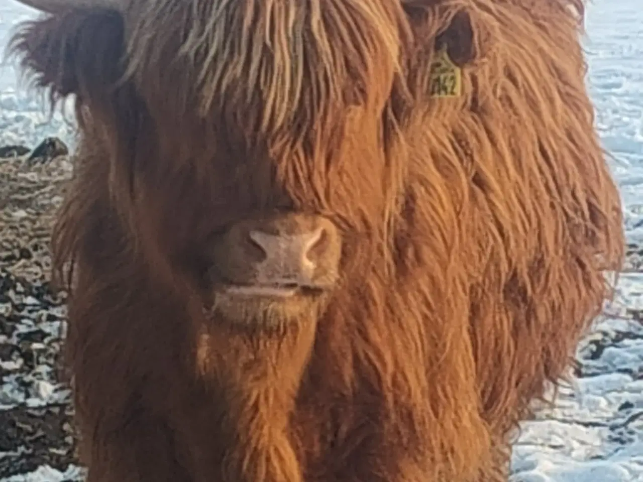 Billede 2 - Skottekvie sælges