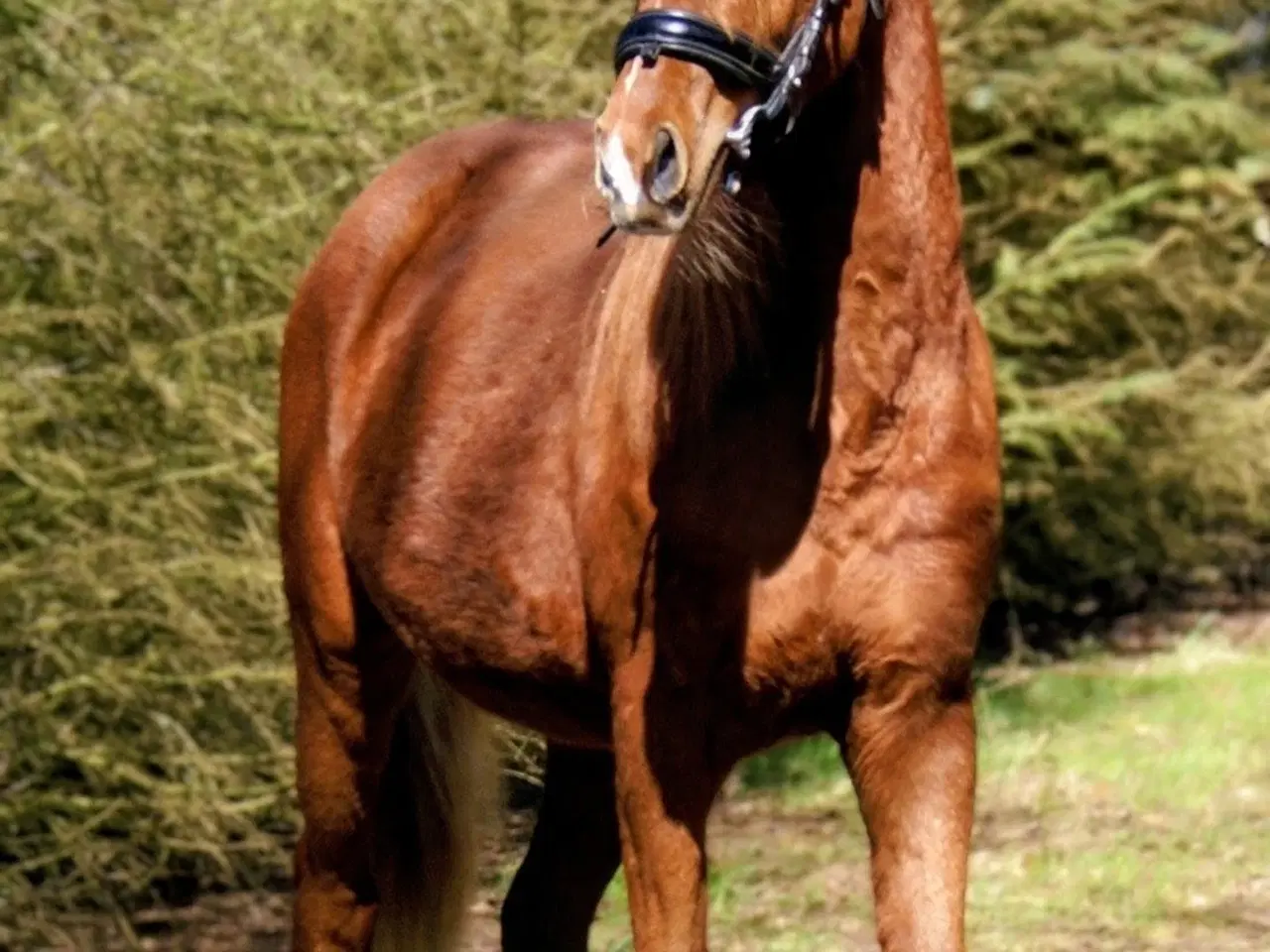 Billede 2 - Dansk Sports pony ( kat 1)