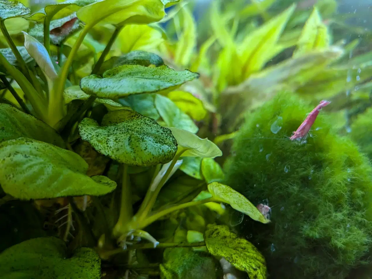 Billede 7 - 90 L akvarium inkl. bord, fisk, planter mm.