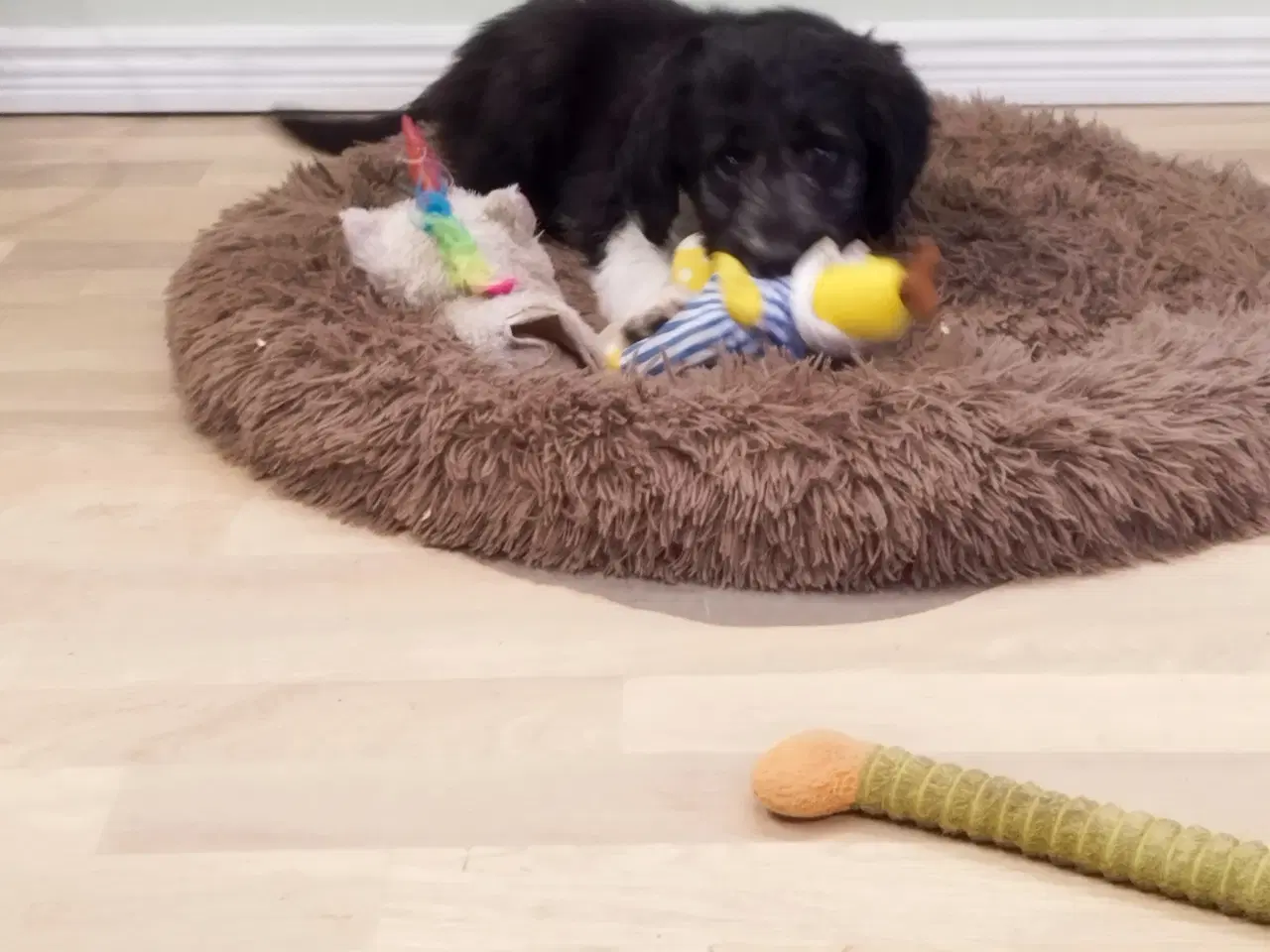 Billede 4 - Bordoodle. (Border Collie & Poodle Mix):