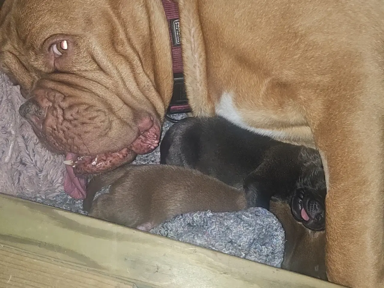 Billede 10 - Dogue de bordeaux blandings hvalpe