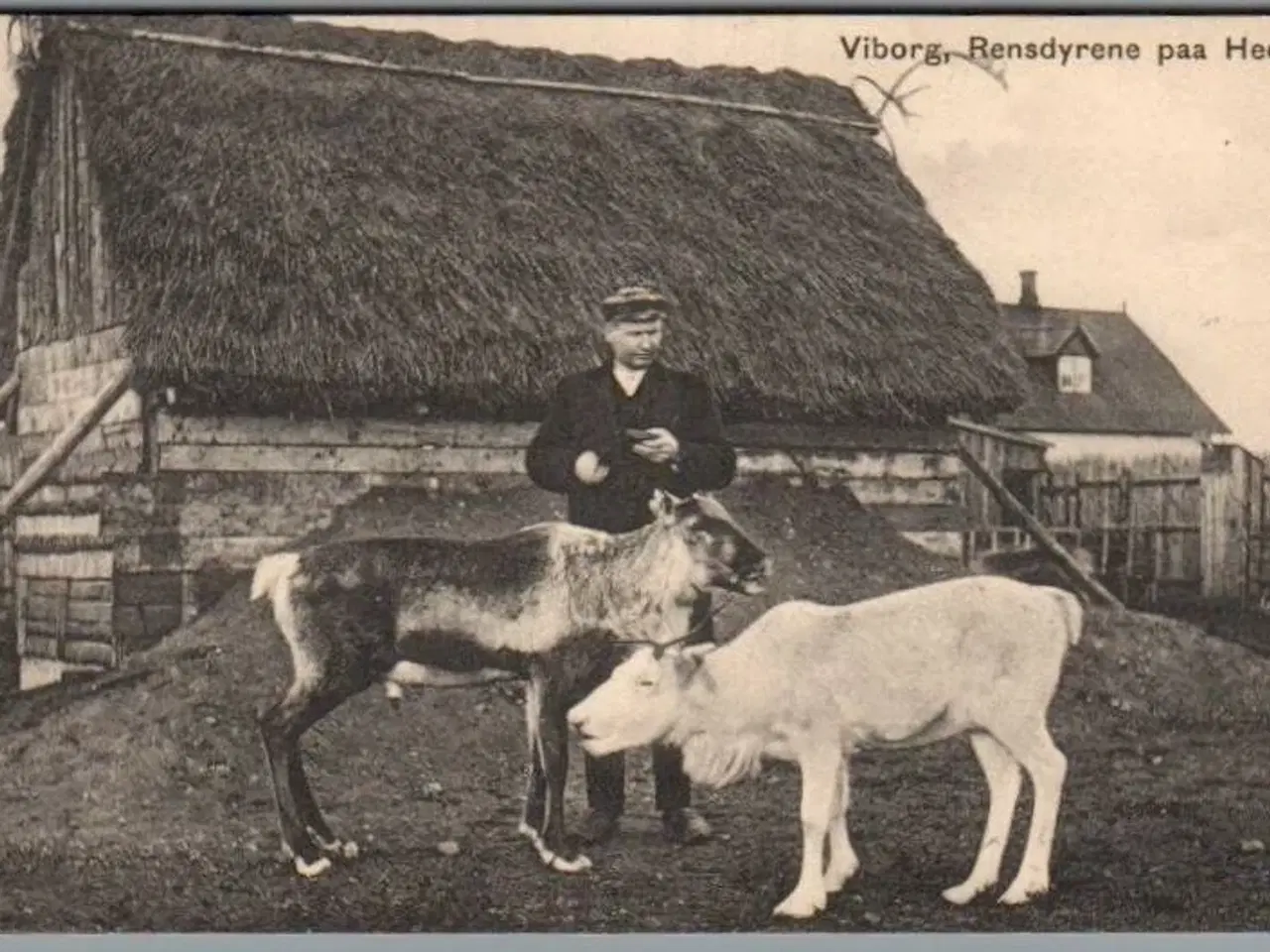 Billede 1 - Viborg - Rensdyrene paa Heden - Postkort - Ubrugt