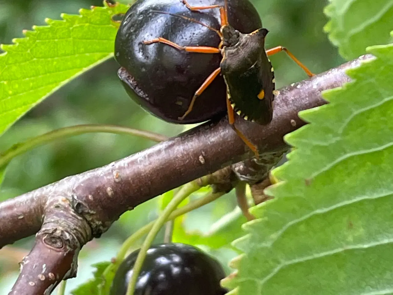 Billede 1 - Billige insekter