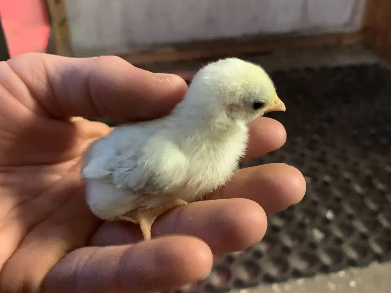 Billede 4 - Chabo kyllinger