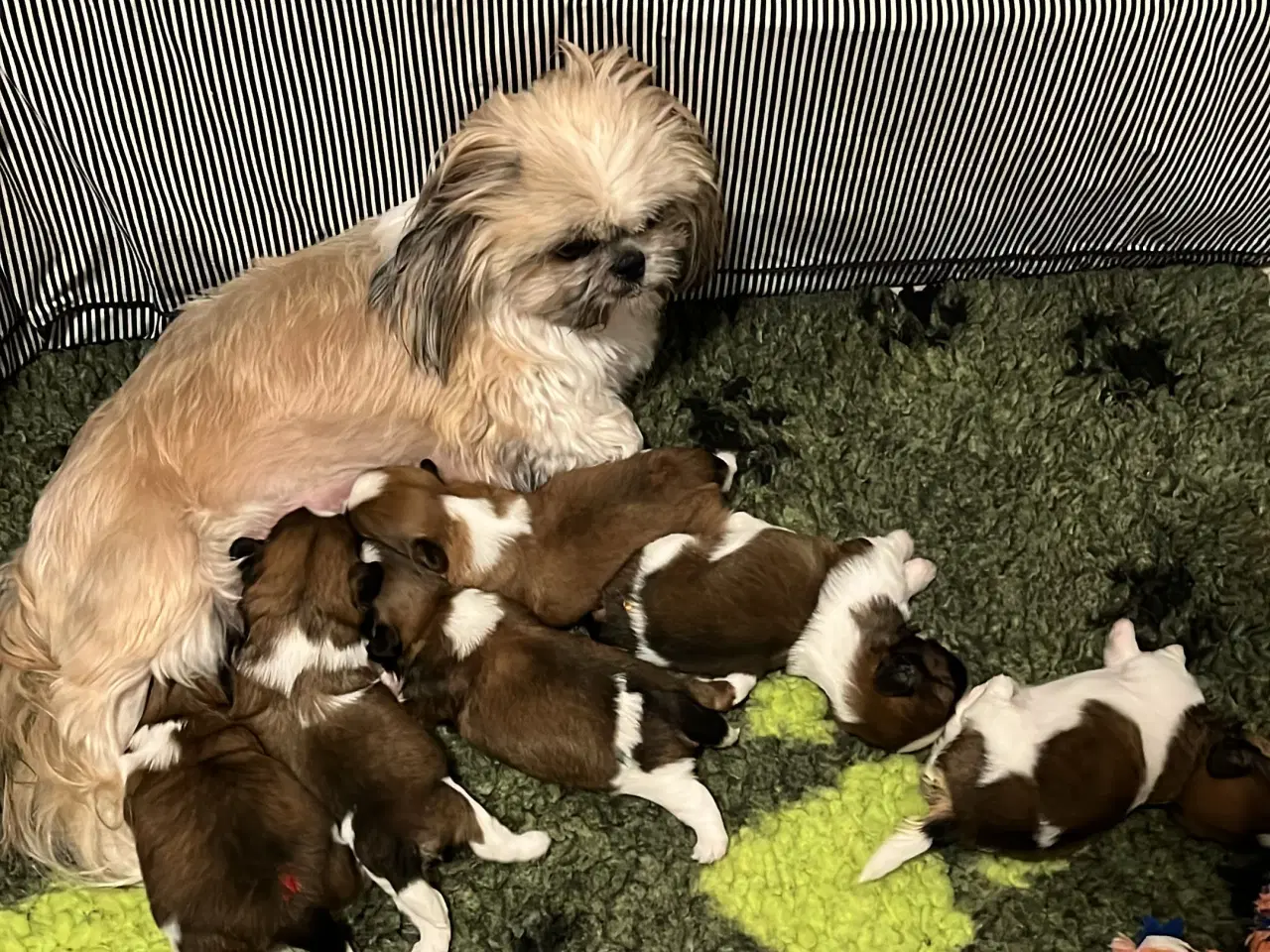 Billede 9 - Shihzhuer 5 drenge og en pige