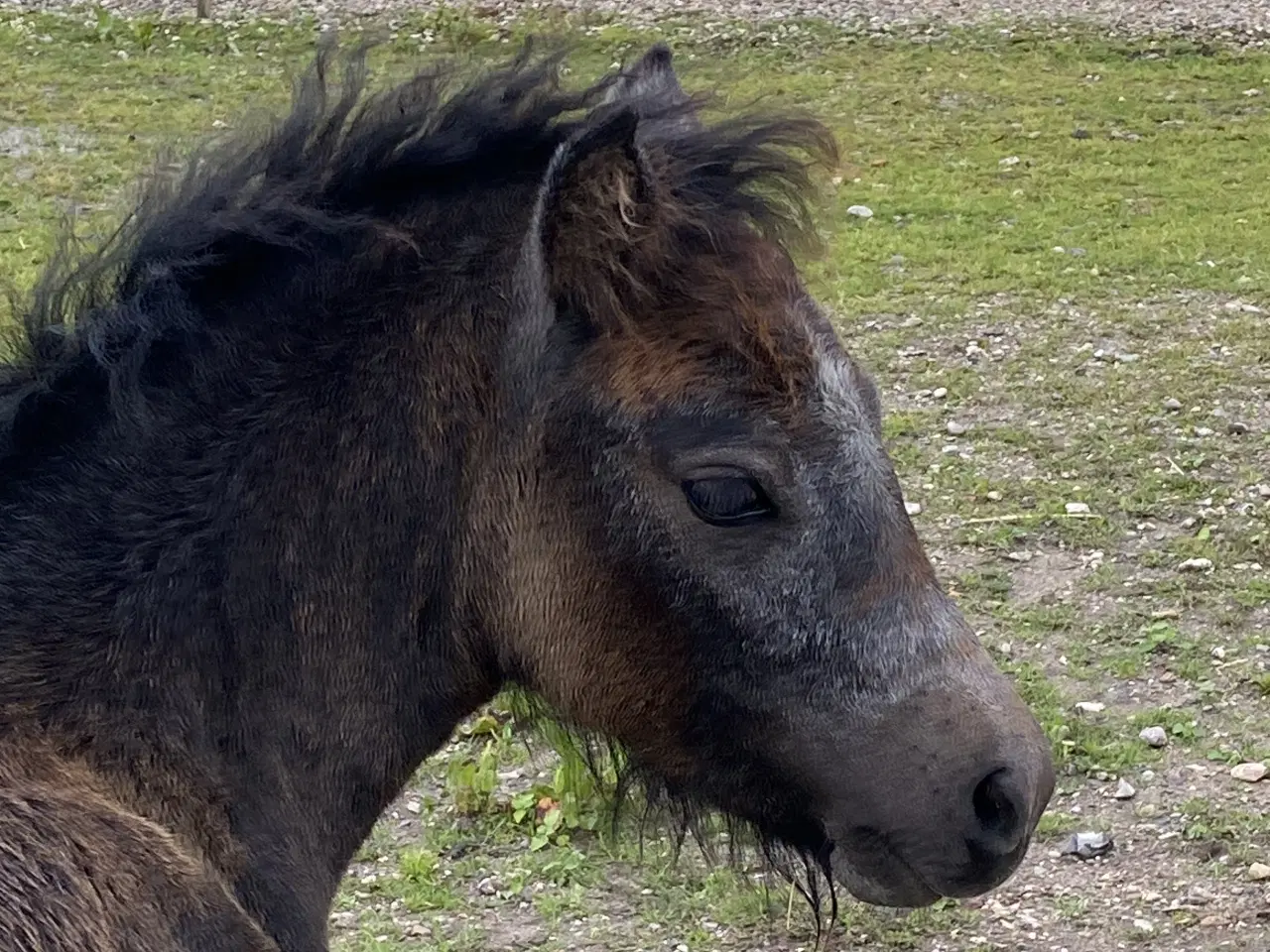 Billede 2 - 3års Dartmoor hoppe