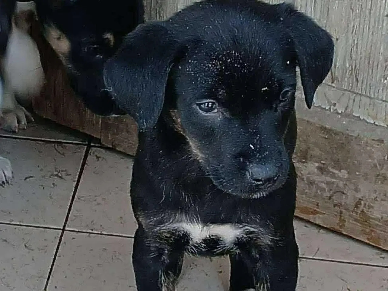 Billede 2 - Grace leder efter sin egen familie 🩷