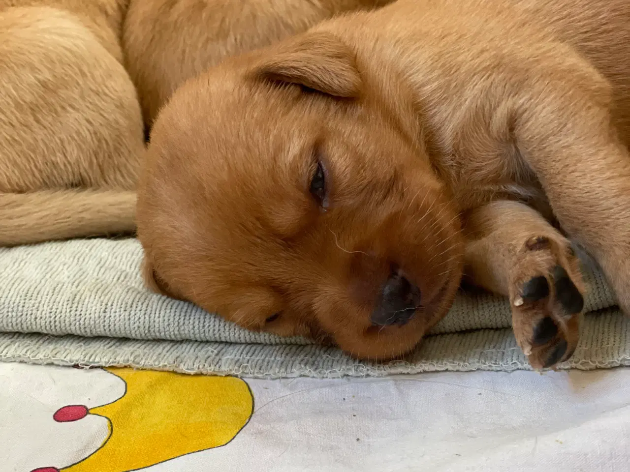 Billede 5 - Labrador formel 1 hvalp, Foxred
