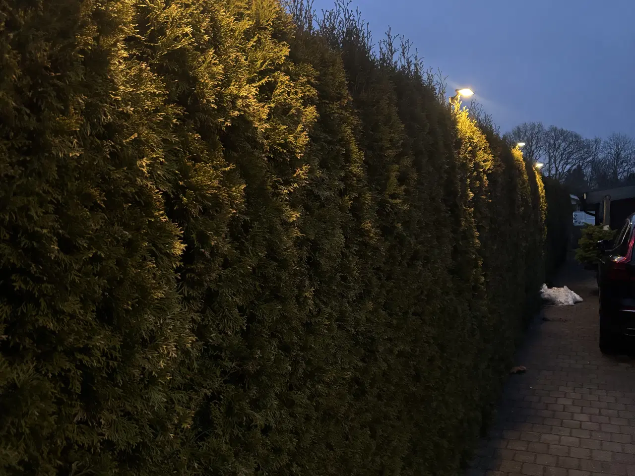 Billede 3 - Thuja Smaragd hækplanter – KUN 59 kr. pr. stk. 