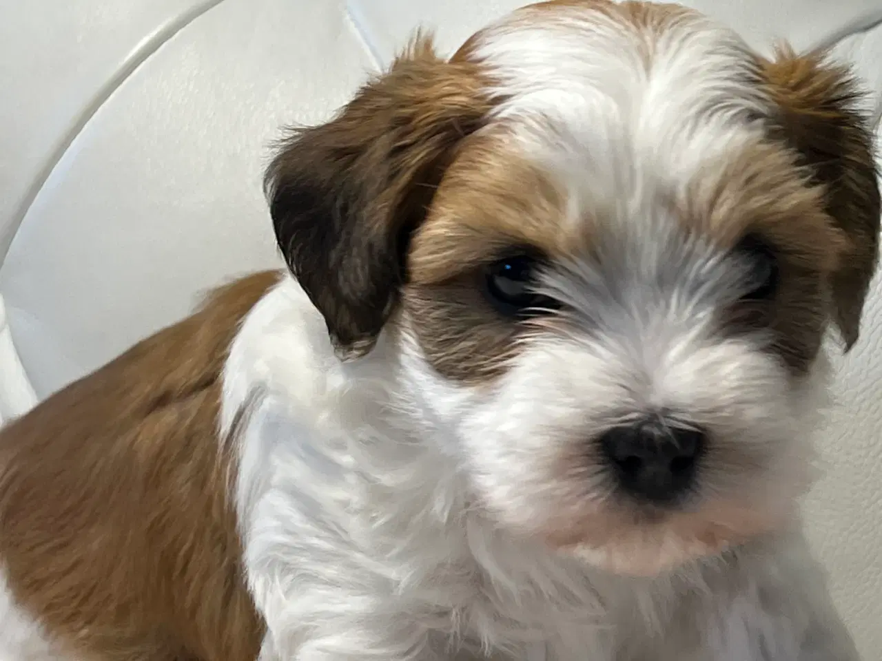 Billede 8 - 💙Skal Ditlev være din 💙