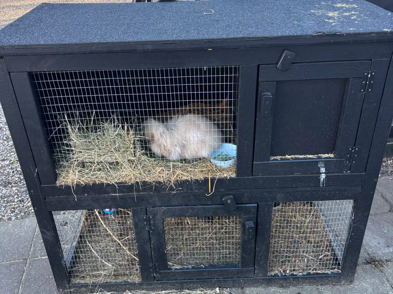 Billede 2 - Lionlop søger nyt hjem 